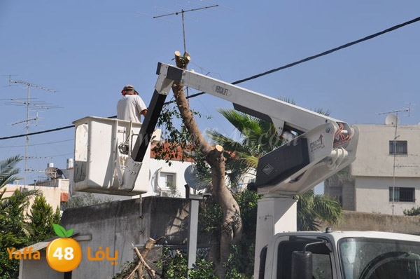 trees lud 1112 (17).JPG